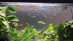 Guppies zoeken een thuis, Dieren en Toebehoren, Vis, Zoetwatervis