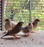 laatste koppel zebravinkjes, Dieren en Toebehoren, Vogels | Overige Vogels