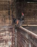 Prachtige jonge haan, Dieren en Toebehoren