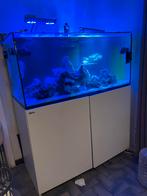 Zoutwateraquarium / zeeaquarium, Ophalen, Zo goed als nieuw