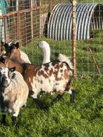 3 zeer mooie berggeiten ooien ( vrouwelijk ), Dieren en Toebehoren, Schapen, Geiten en Varkens, Vrouwelijk, Geit