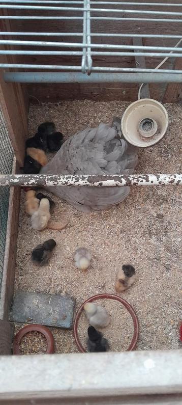 Cochin kriel kip met 12 kuikens sierkippen, Plusieurs animaux