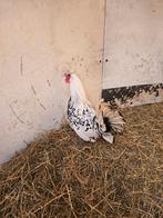 Appenzeller spitskuif, Mâle, Poule ou poulet