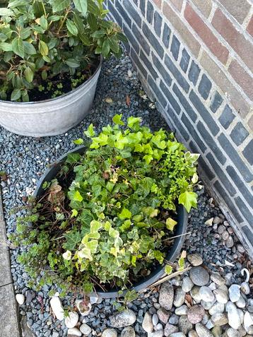 tuinplanten vaste anemoon klimop lelies, Ophalen