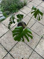 Monstera, Ophalen