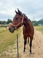 Merrie te koop