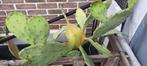 Cactus (sneeuwschoenen), Tuin en Terras, Planten | Tuinplanten, Volle zon