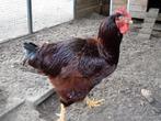 kippen : Koppel Rhode Island Red, Dieren en Toebehoren, Pluimvee, Meerdere dieren, Kip