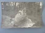 foto postkaart Congo 1953 De Jacht Zebravel Zebra paard, Verzenden, Foto, Buitenland, Zo goed als nieuw