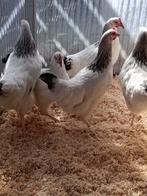 vaccination complète des jeunes poulets du Sussex, Poule ou poulet, Femelle