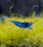 blauwe garnalen neocardina, Dieren en Toebehoren, Kreeft, Krab of Garnaal, Zoetwatervis