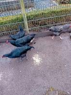 Nog een jersey giant haan over, Dieren en Toebehoren, Pluimvee