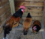 broedeieren, Dieren en Toebehoren, Pluimvee, Kip