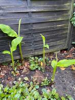 Bananenplant Musa, Ophalen of Verzenden