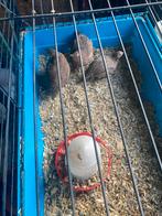 3 kwartels hennen, Dieren en Toebehoren, Pluimvee