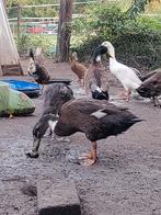 Loopeend koppel, Dieren en Toebehoren, Meerdere dieren, Eend