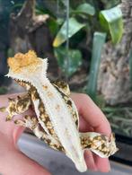 Wimpergekko lilly white man 22ONxLU6