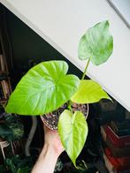 Alocasia macrorhiza mint, Ophalen, 200 cm of meer, Overige soorten, Halfschaduw