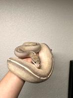 0.1 cinnamon highway 66% het pied - Python regius