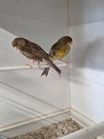 Kanarie Mogno - koppel 2025 en 1 man 2025