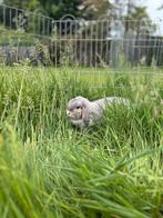 NHD voedser, Dieren en Toebehoren, Konijnen