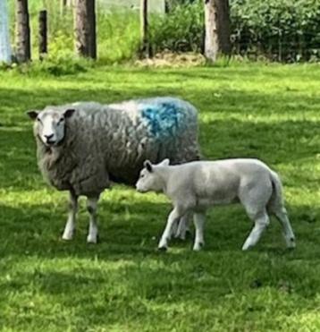 Schaap met lam te koop, Femelle, Mouton, 0 à 2 ans