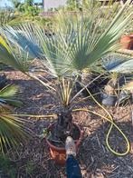 Brahea Armata (blauwe hesperpalm), Ophalen of Verzenden