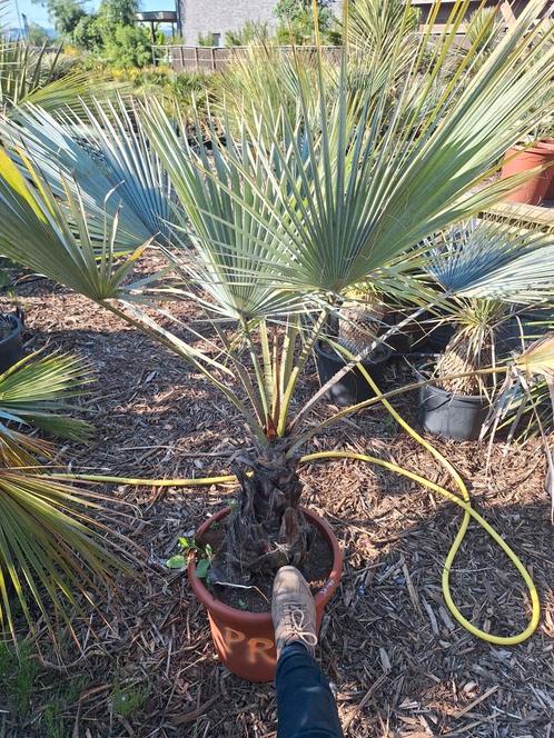 Brahea Armata (blauwe hesperpalm), Tuin en Terras, Planten | Tuinplanten, Ophalen of Verzenden