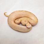 Leopard Ivory Clown man, Dieren en Toebehoren, Slang, Tam, 0 tot 2 jaar