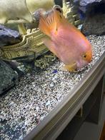 Rode papegaai/papegaai, cichlid of bloedpapegaai, Dieren en Toebehoren, Vissen | Aquariumvissen