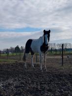 Verzorger/verzorgster gezocht, Dieren en Toebehoren, Paarden