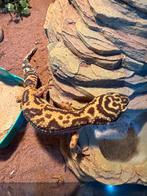 Gecko leopard avec terrarium comme sur la photo, Dieren en Toebehoren, Reptielen en Amfibieën, Met terrarium
