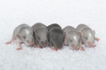 Tamme ratjes / rittens dumbo beschikbaar voor biedingen