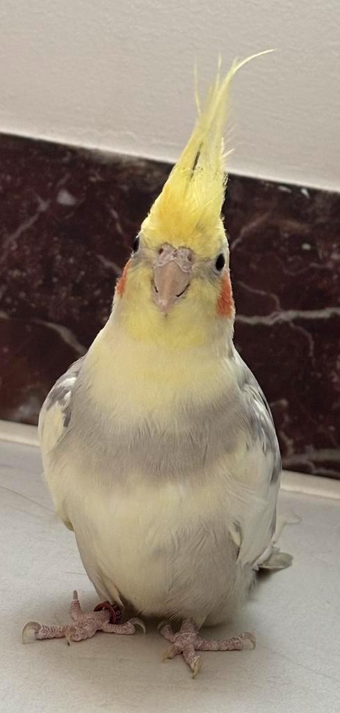 Valkparkiet met kooi + accessoires te koop, Dieren en Toebehoren, Vogels | Hokken en Kooien, Ophalen