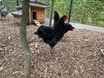 Zwarte australorp haan met 2 hennen