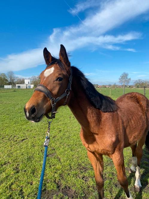 Prachtige jaarling hengst Ramazotti TB x Massimo, Animaux & Accessoires, Chevaux, Étalon, Ne s'applique pas, 0 à 2 ans, Cheval de saut