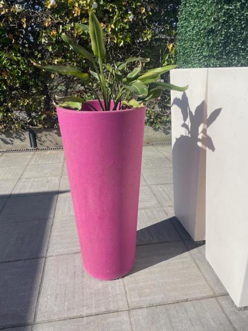 bloempot  hoog roze, Tuin en Terras, Bloempotten, Gebruikt, Kunststof, Binnen, Balkon, 70 cm of meer, 25 tot 40 cm, Rechthoekig