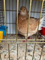 Mooie sierduif, Dieren en Toebehoren, Vrouwelijk, Overige soorten