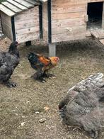 Brahma haan goudpatrijs, Dieren en Toebehoren, Pluimvee, Mannelijk, Kip