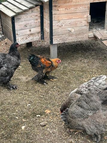 Brahma haan goudpatrijs, Mâle, Poule ou poulet