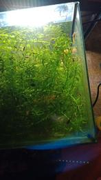 Mooie baby guppys, Poisson, Poisson d'eau douce, Banc de poissons