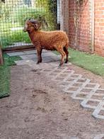 Mooi , zeer klein mini schaapje, Dieren en Toebehoren, Schapen, Geiten en Varkens