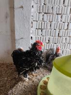 Coqs de Pékin, Enlèvement