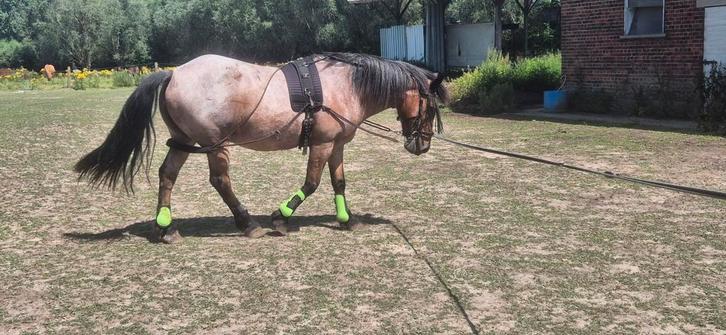 Halve stal, Dieren en Toebehoren, Stalling en Weidegang
