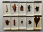 Lot van 10 insecten gegoten in epoxy hars rariteitenkabine, Verzamelen, Ophalen of Verzenden, Gebruikt, Insect, Overige typen