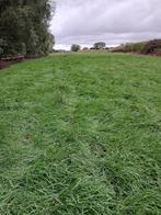 weide te huur met veel gras, Dieren en Toebehoren, Stalling en Weidegang, Weidegang, 4 paarden of pony's of meer