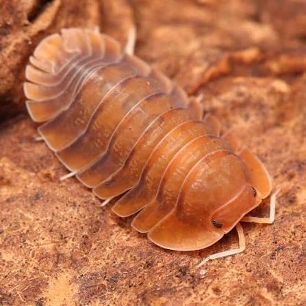 Isopods troglodillo sunset, Dieren en Toebehoren, Insecten en Spinnen, Overige soorten