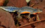 Op zoek naar salamanders of axolotls, Dieren en Toebehoren, Vissen | Vijvervissen