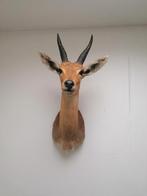 Afrikaanse rietbok taxidermie opgezet, Enlèvement