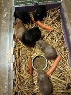 Cavia beertjes, Cavia, Augustus, Mannelijk, Tam